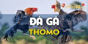 Đá gà Thomo là gì?